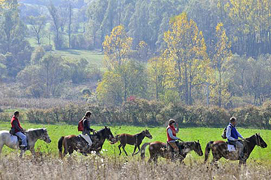 Šumadija / autor Zoran Petrović 